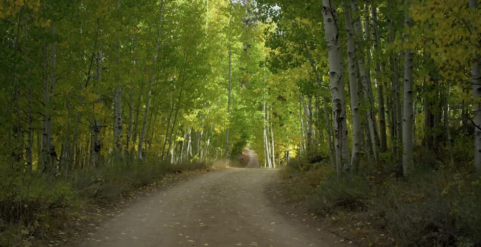 A wide dirt trail passes through a dense forest filled with trees