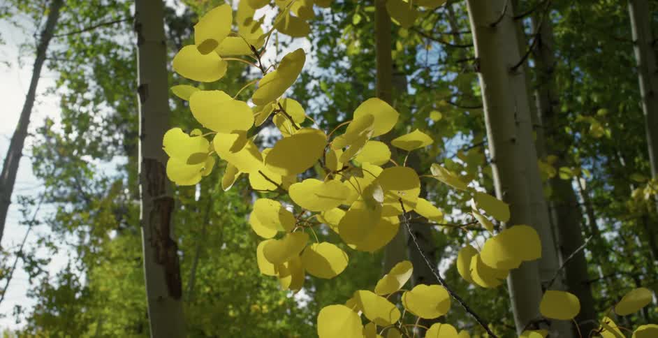 A small plant with thin branches stretches upwards within a forest of tall trees
