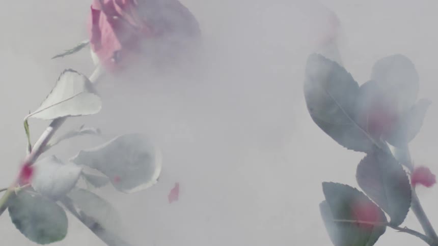 Flower being shattered by another from being cold