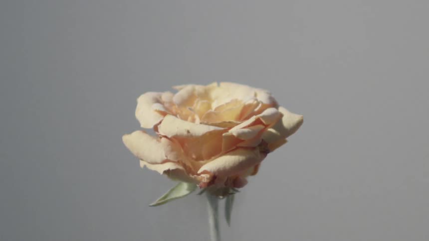 Frozen Flowers