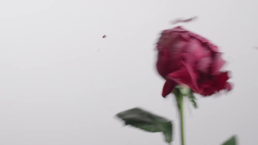 A rose smokes and then explodes