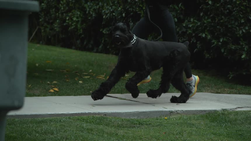 Fitness runner runs on a sidewalk with a large black dog on a leash past some garbage pails