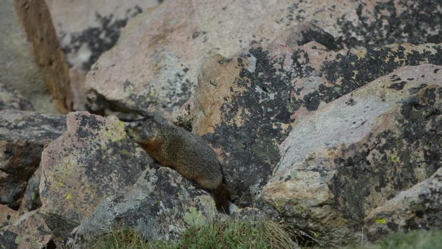 Wild rodent standing over a rock haves its fur blown by the gentle breeze at daytime