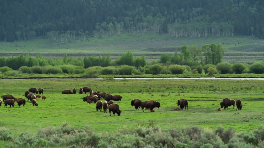 A group of cattle is grazing on the grass