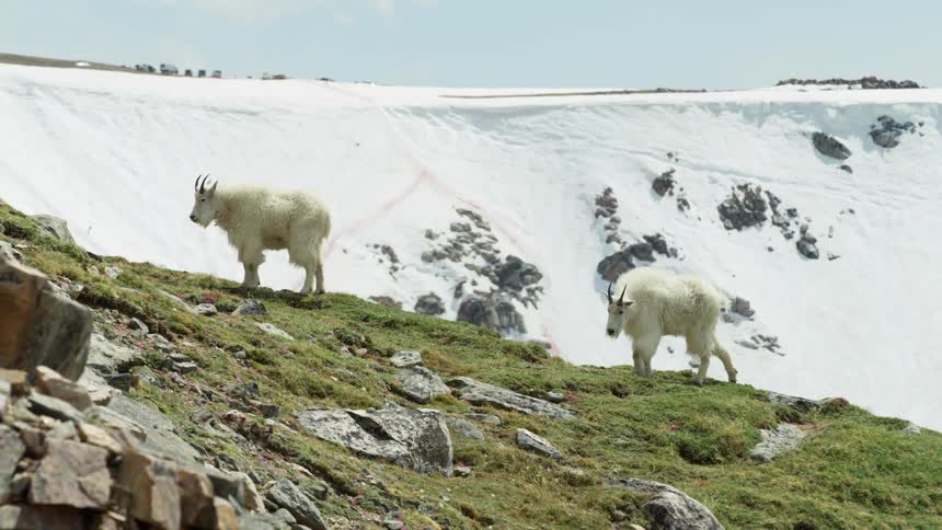 Two mountain goats walk on a rocky slope near a snow covered ridge
