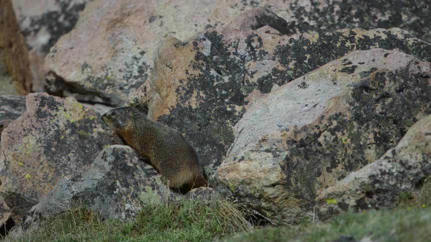 A beaver jumps out from the rocks