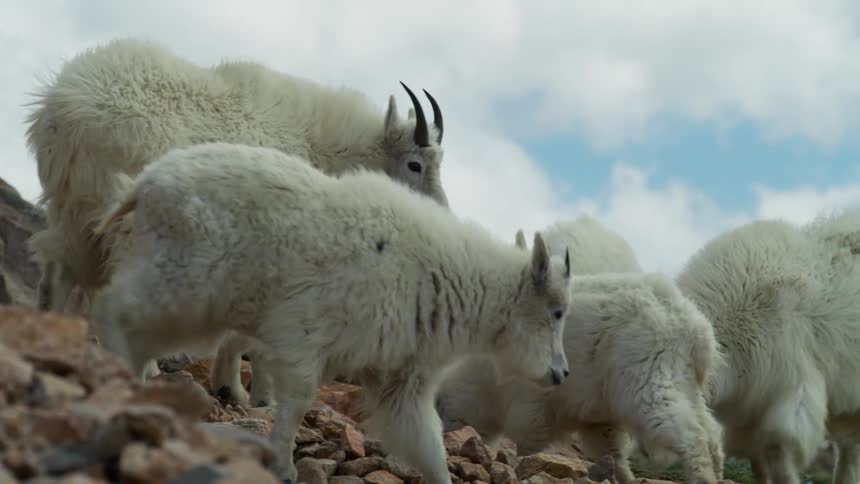 A herd of goats are walking on a rocky terrain