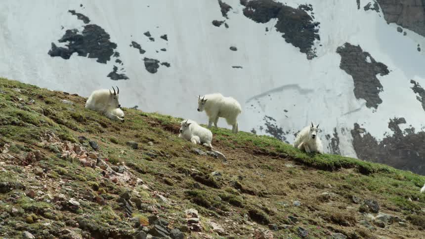 Small herd of mountain goats move across green slope with snow covered mountain side in the background