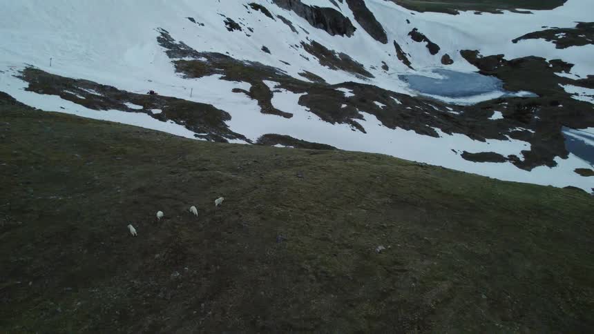 Aerial view of a herd of white wild goats grazing on the green hills near the snow covered mountain
