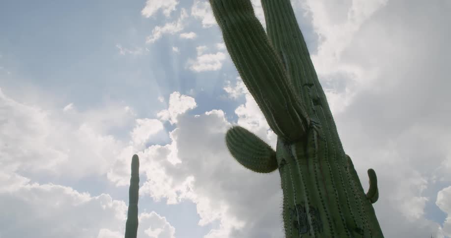 Cactus in a desert against a blue sky with white clouds