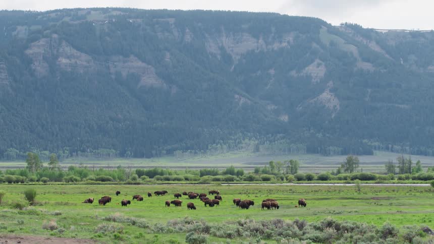 A herd of buffalo graze in a grassland during the day