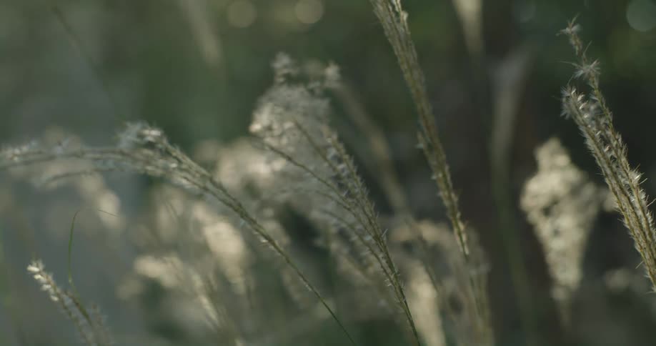 Grass growing in a field