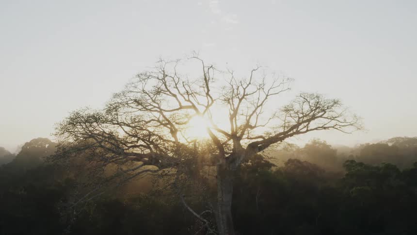 The sun shines brightly through the bare branches of a tree and there is a forest in the distance