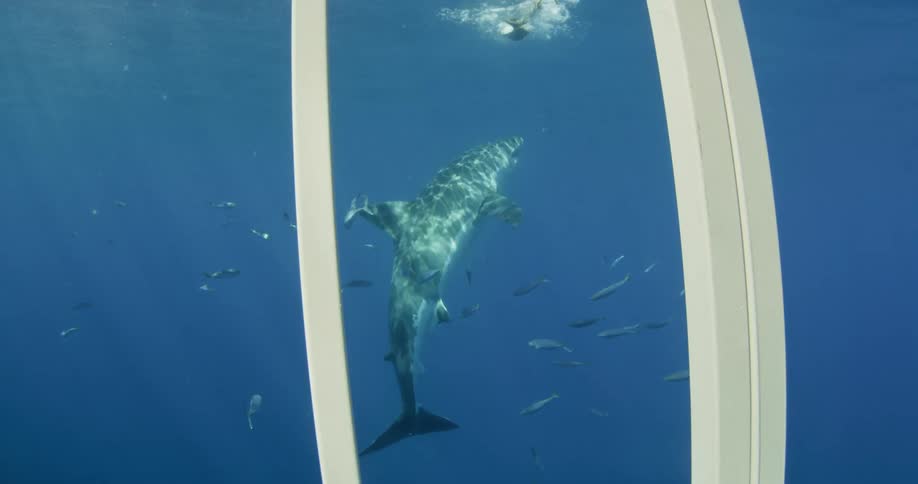 A shark is seen through a diving cage