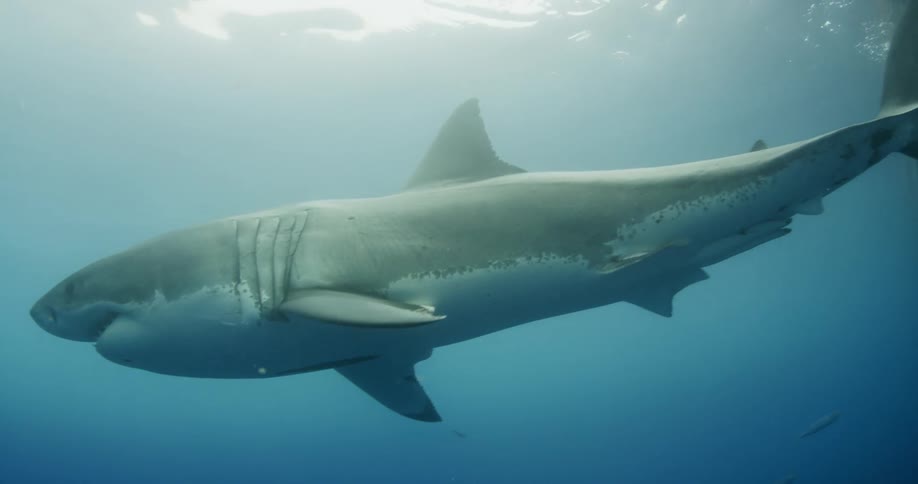 A large shark swimming just below the surface of the water