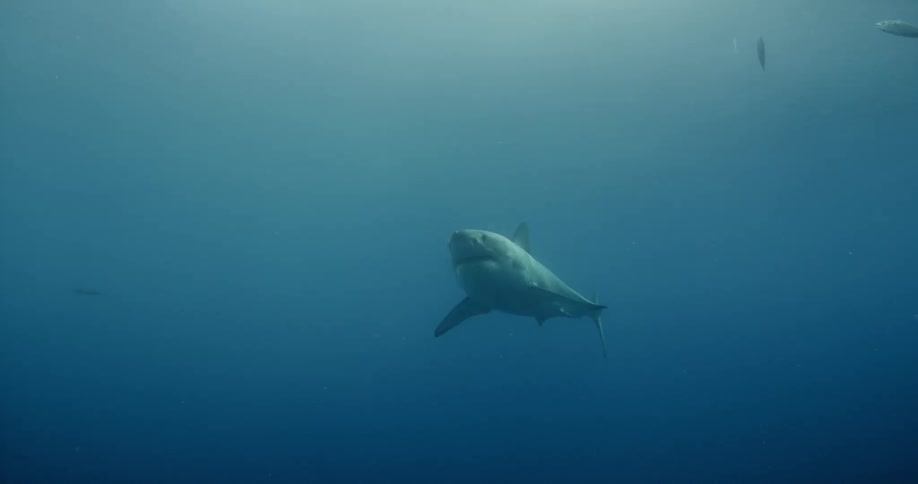 A large shark ascending to the surface of the water