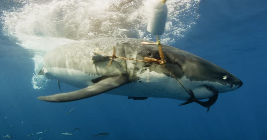 A shark eats bait attached to a hook