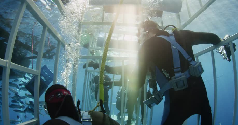 Scuba divers submerged in a shark cage