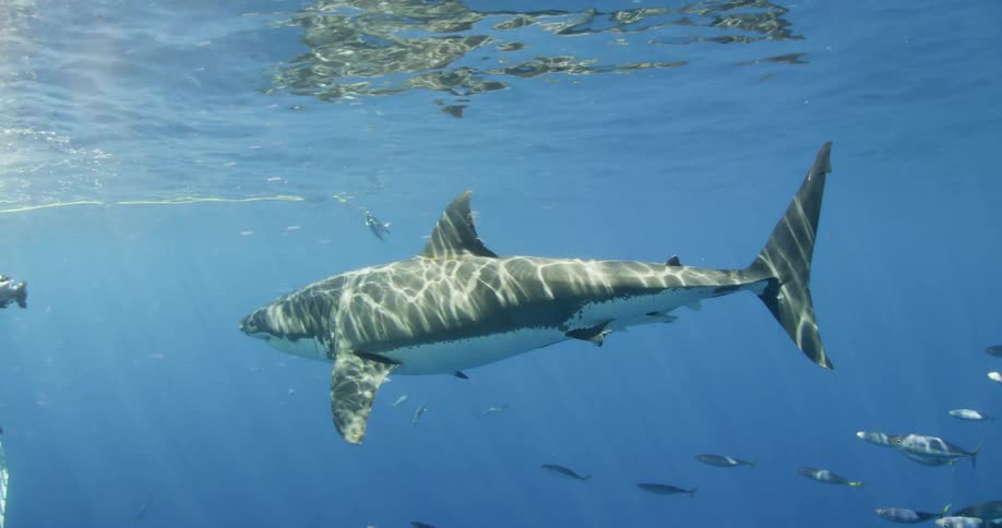 Light ripples on a shark swimming toward a cameraman