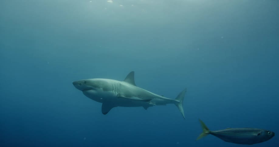 A shark swims past fish in the ocean