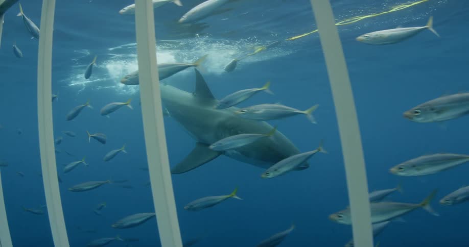 A shark and fish are seen through a diving cage
