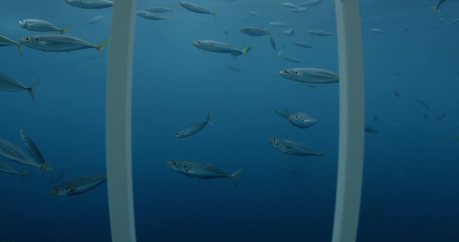 Fish swim past the bars of a shark cage