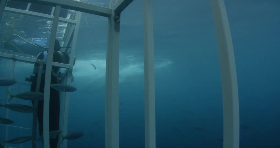 Divers are in cages underwater watching the fish