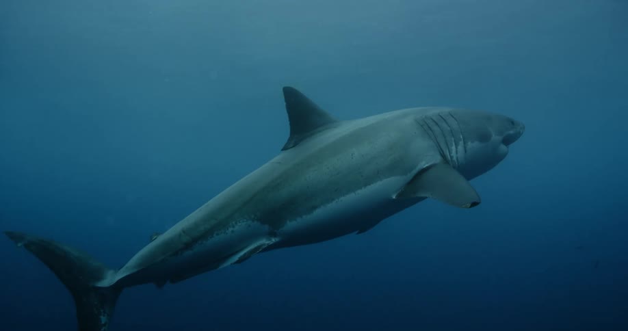 A shark is swimming away from the camera