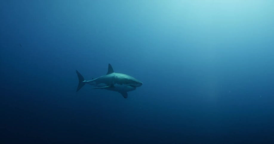 A shark swims in the dark water