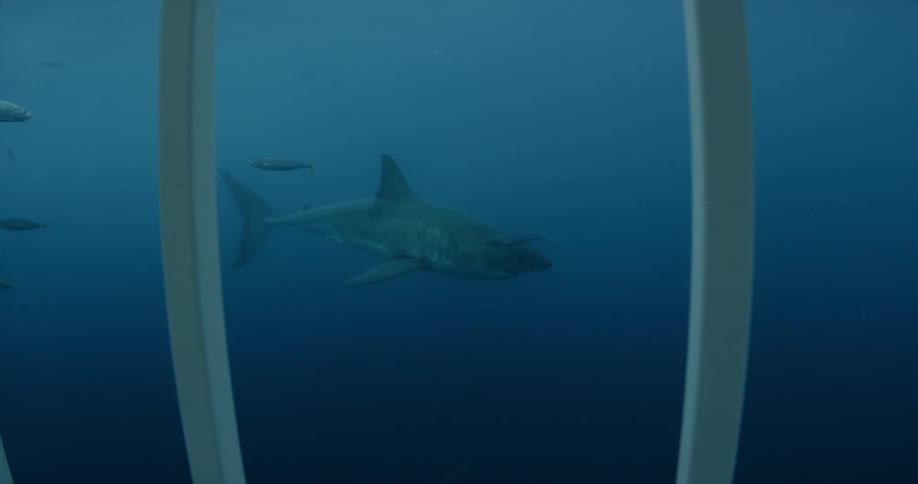 A shark is being filmed through a shark cage