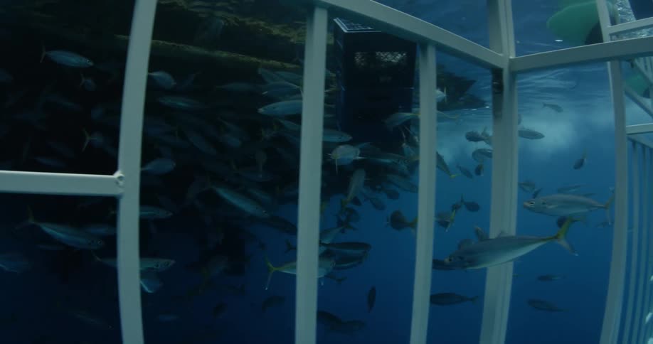 Fish swim near a diving cage