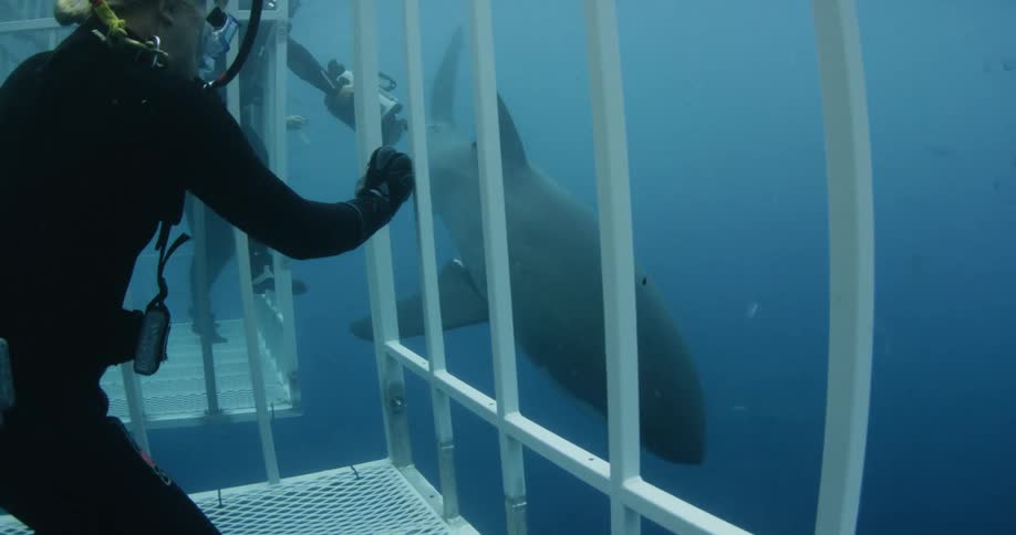 Divers photographing sharks from inside cages in ocean