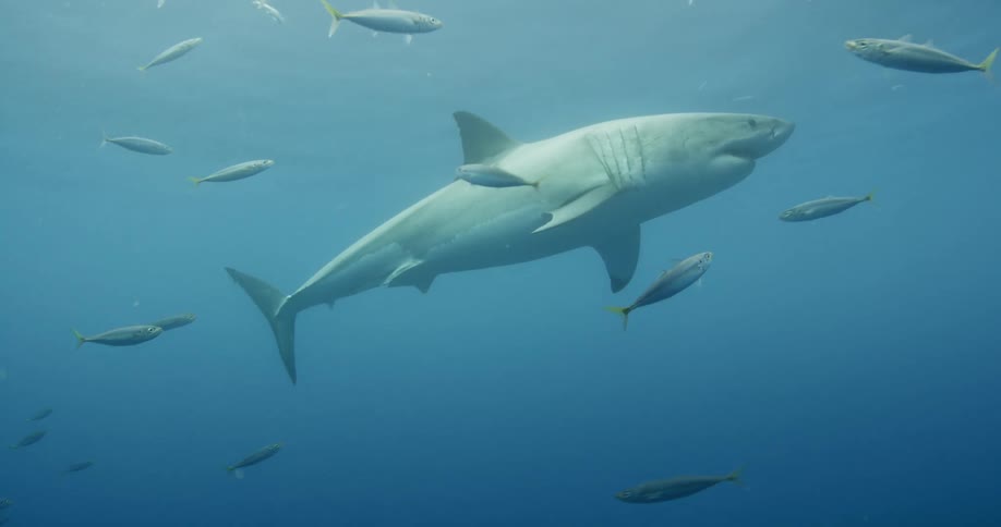 A shark swimming in a school of fish
