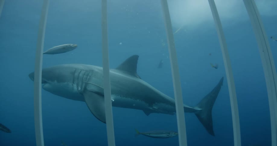 A shark swims past a cage outside