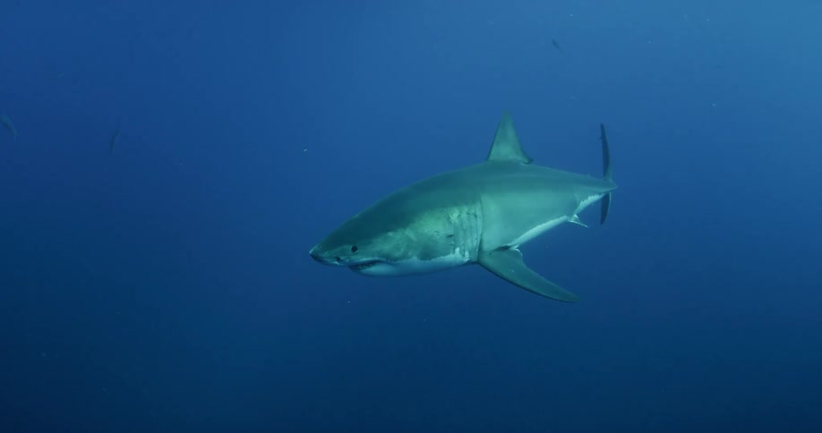 A shark swims through blue ocean water