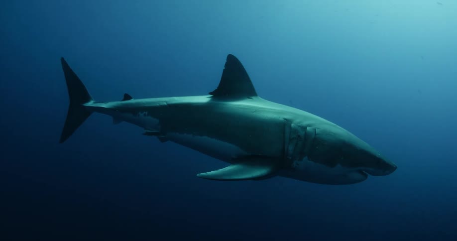A shark swims in murky water
