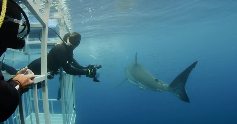 Divers in cages film a shark that swims by