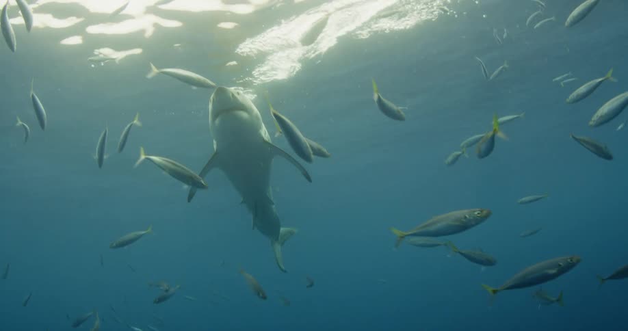 A shark swims to the surface before submerging again