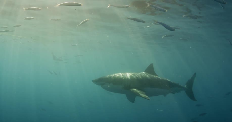 A shark swims slowly under a school of fish