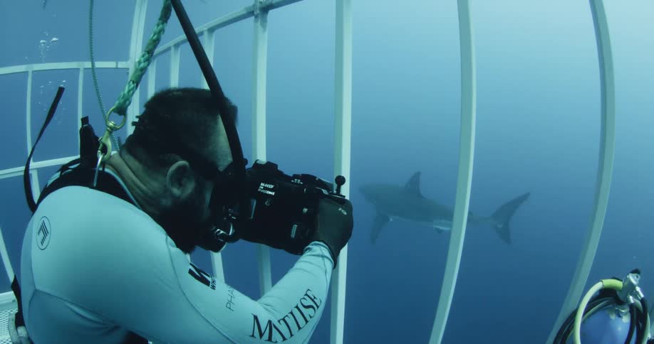 A diver in a shark cage is taking pictures of sharks