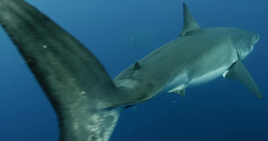 A shark swims in the ocean