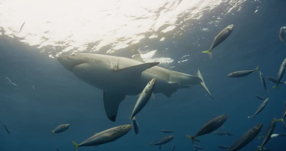 A shark swims near the surface of the water with other fish swimming around