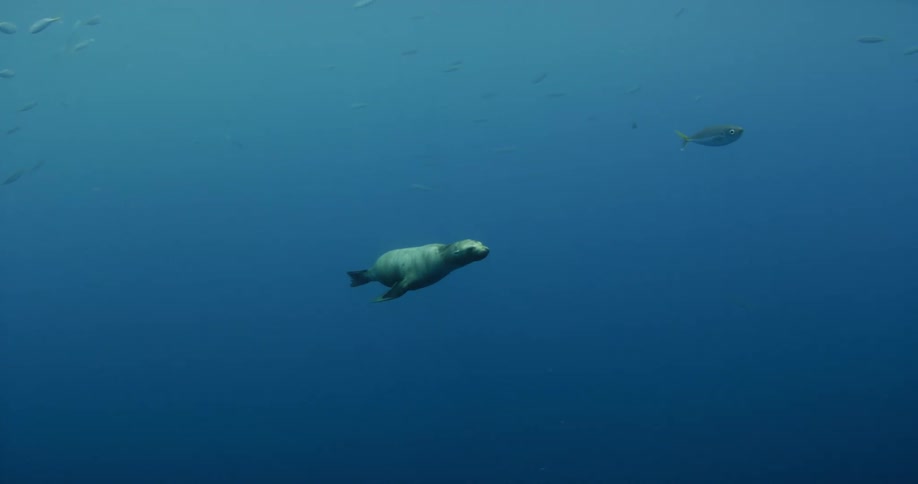 Seal diving into and swimming beneath ocean water