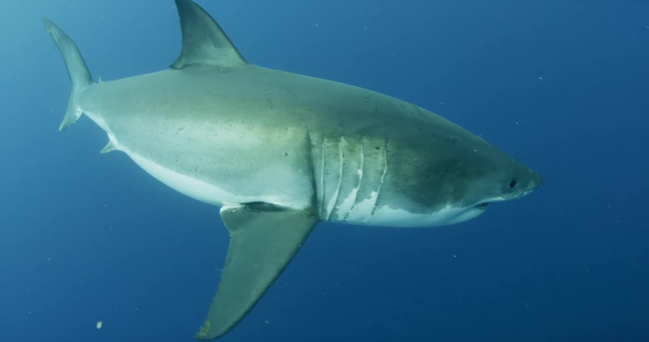 A shark is swimming in the ocean