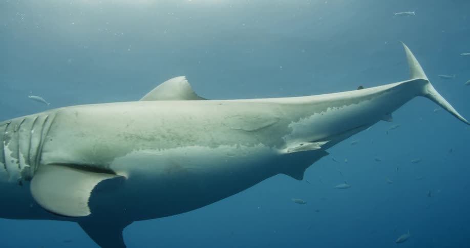 A shark swims through ocean water