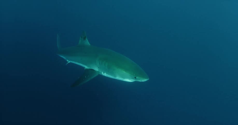 A shark swims in the ocean