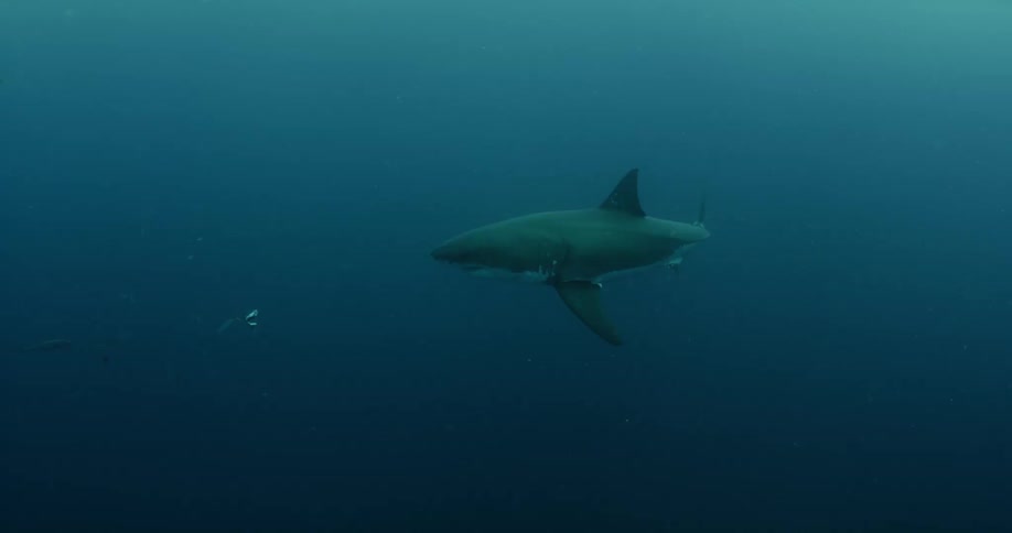 A shark swimming in the distance