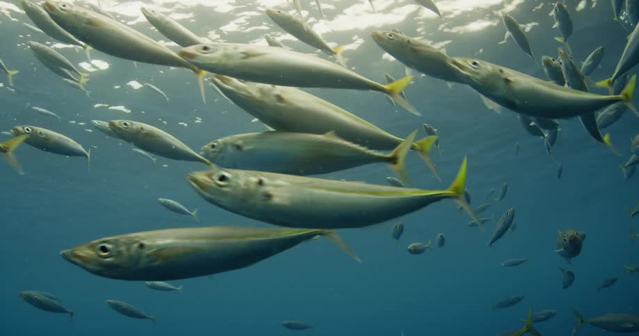 A school of fish