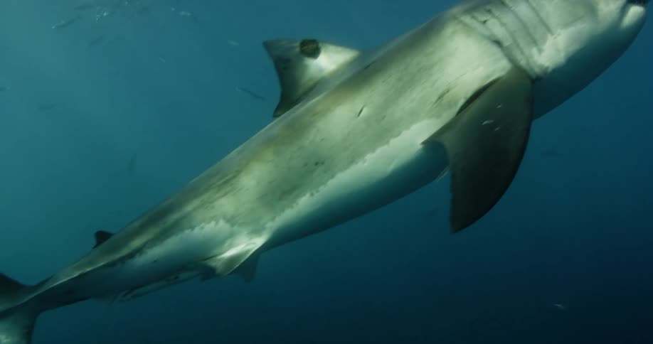 A shark swimming by the camera