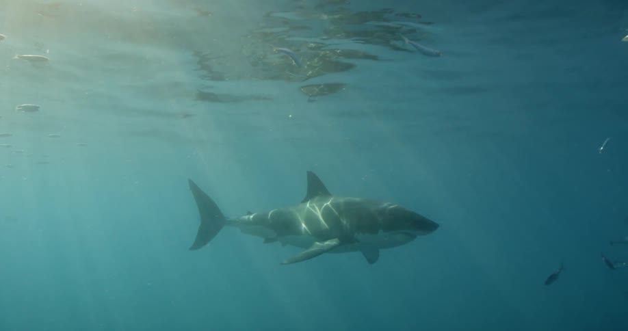 Shark and fish swimming in dark ocean water